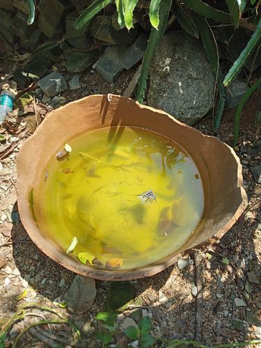 市利群害虫防治为预防登革热对海棠区南田片区进行病媒生物防治工作