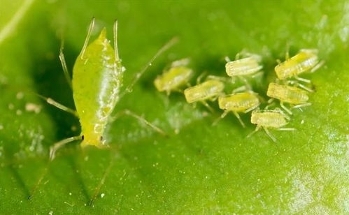 如何很好地防治蛀虫 无需使用太多的农药,教你7种方法