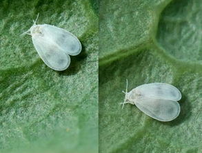 室内植物花叶上都是白色的粉末,仔细看才发现是一个个小飞虫