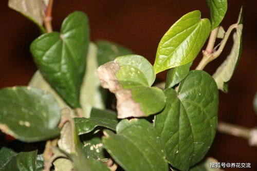 室内植物的害虫是从哪里来的,用肥皂水真的可以清除虫害么