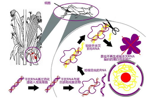 聚焦生物安防科技, 硅羿科技 rna纳米农药具备吨级发酵产能