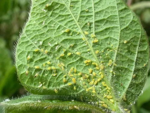 这7种植物虫害没处理好,想要养好盆栽花卉就难了